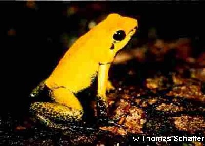 ../Images/bicolor_gruenbeiner.jpg
