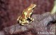 Thumbs/tn_auratus_taboga.jpg