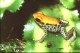 Thumbs/tn_reticulatus1.jpg