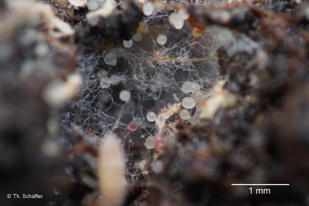 Sinella curviseta