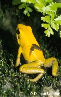 ../Images/bicolor_quappentragend.jpg