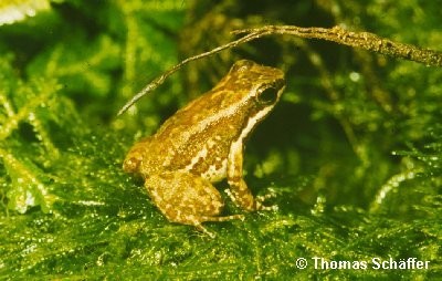 ../Images/inguinalis.jpg