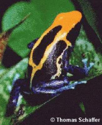 ../Images/tinctorius_brasiliana1.jpg