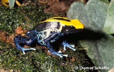 ../Images/tinctorius_brasiliana2.jpg