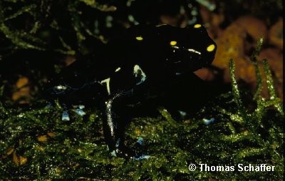 ../Images/tinctorius_schwarz.jpg