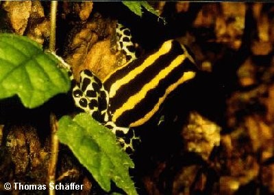 ../Images/ventrimaculatus_panguana1.jpg
